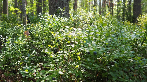 Heidelbeer- oder Heidelbeermyrte Vaccinium myrtillus ein niedrig wachsender Strauch eine Art der Gattung Vacciniu