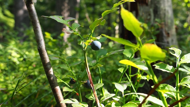 Heidelbeer- oder Heidelbeermyrte Vaccinium myrtillus ein niedrig wachsender Strauch, eine Art der Gattung Vaccinium aus der Familie Heatheraceae Wald wilde blaue lila Beeren und grüne Blätter Beeren pflücken