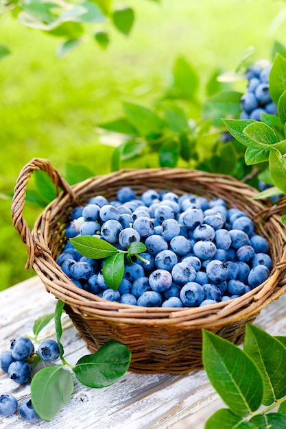 Heidelbeere Frische Beeren mit Blättern am Zweig in einem Garten Heidelbeere ernten