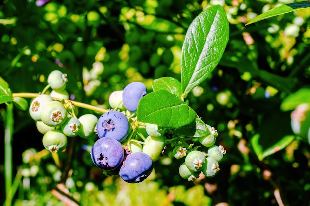 Heidelbeere Große Beeren an Zweigen