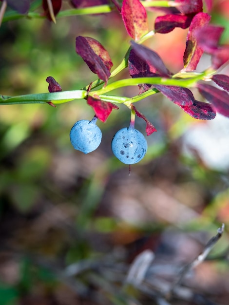 Heidelbeeren aus nächster Nähe in der Sonne