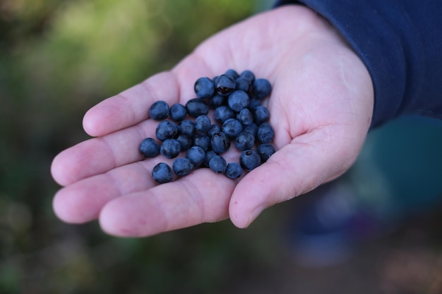 Heidelbeeren ernten Nahaufnahme von Heidelbeeren, die in der Hand im Wald gepflückt werden