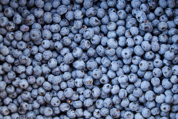 Heidelbeeren, Heidelbeeren