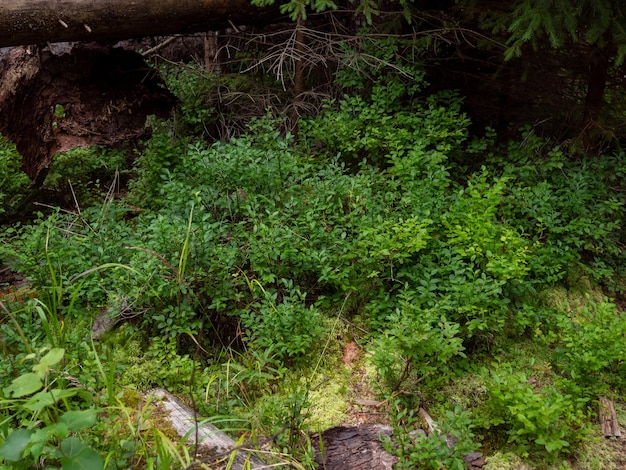 Heidelbeeren im Wald