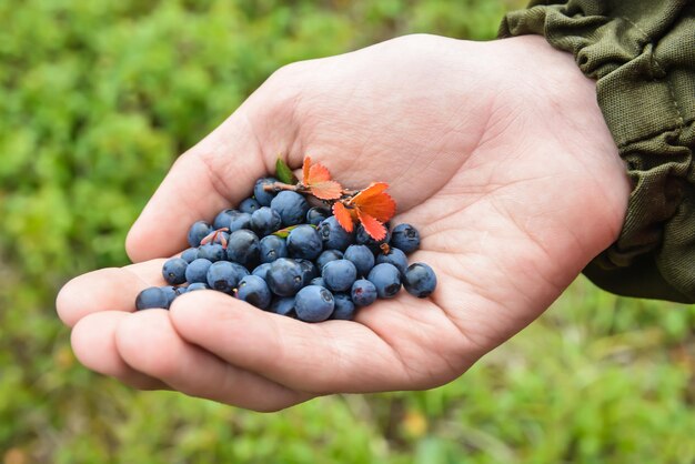 Heidelbeeren in der Hand