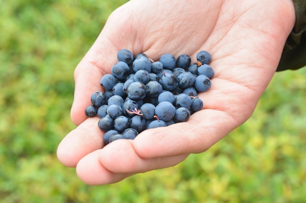 Heidelbeeren in der Tundra