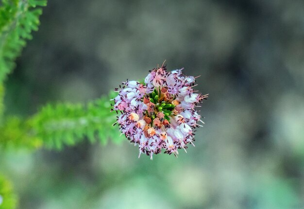 Heidepflanze in der Natur Makrofotografie