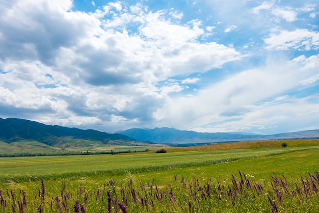 Heilblumenfeld mit Bergen und blauem Himmel im Hintergrund