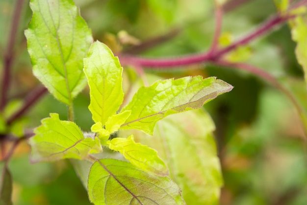 Heiliger Basilikum Wachstum im Garten