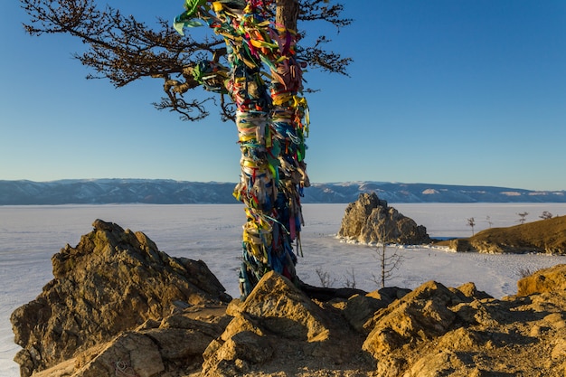 Heiliger Baum im Shamanka-Felsen