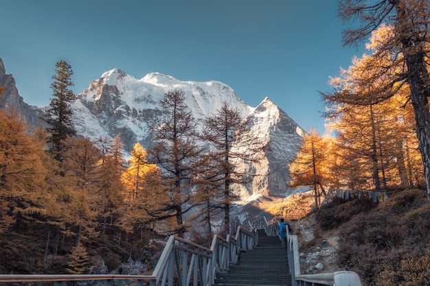 Heiliger Xiannairi-Berg mit Herbstkiefernwald bei Yading