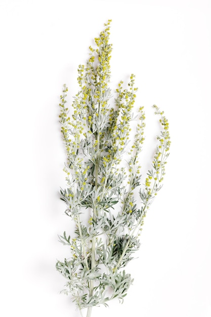 Heilkräuter sagebrush artemisia beifuß auf weißem hintergrund