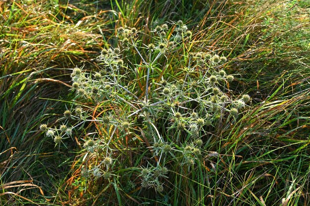 Foto heilmittelpflanze eryngium campestre, die in der wildnis wächst