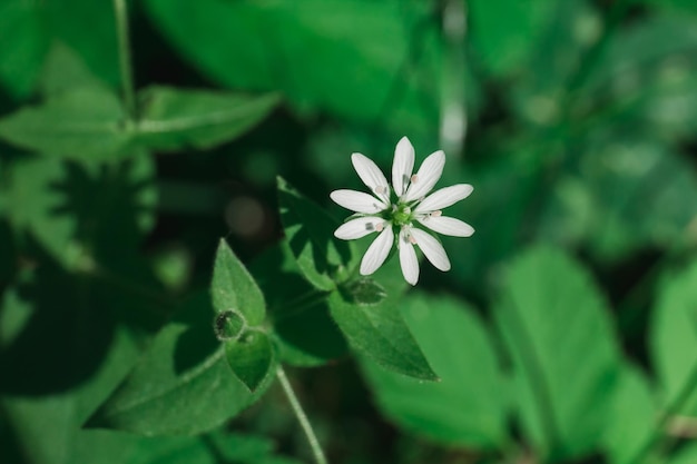 Heilpflanze Stellaria mit einer weißen Blume in Form eines Sterns