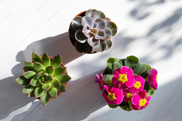 Heimischer Blumentopf auf der Fensterbank an einem sonnigen Tag