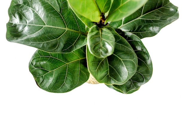 Heimpflanze grünes Blatt ficus benjamina elastica auf weißem Hintergrund