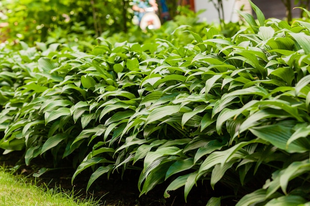 Heimpflanze. Hosta im Garten. Wirtspflanze im Park