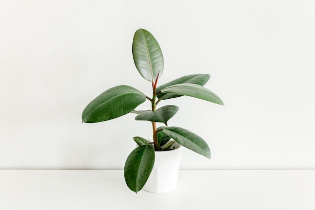 Heimpflanze in weißem Blumentopf grünes Blatt ficus benjamina elastica auf hellem Hintergrund Foto in hoher Qualität