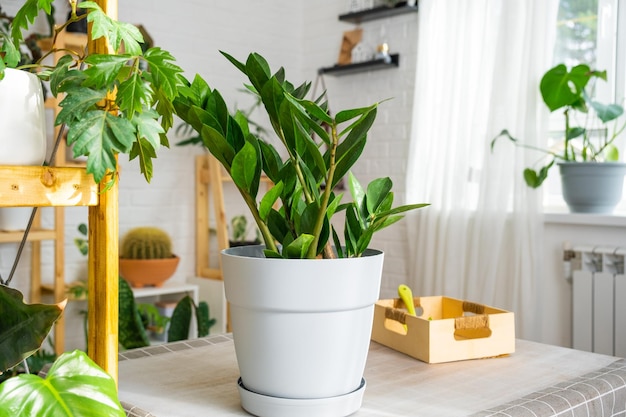 Heimpflanze Sukkulente Zamioculcas auf einem Tisch im Innenraum mit Regalen eines Gewächshauses Pflege einer Topfpflanze, einer beliebten unprätentiösen Sukkulente