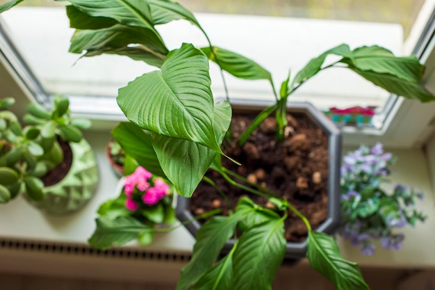 Heimpflanzen Spathiphyllum auf der Fensterbank am Fenster