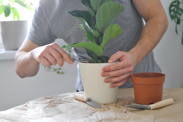 Heimpflanzen umpflanzen. Ein Mann, der Zimmerpflanze Ficus lyrata oder Geigeblattfeige eintopft.