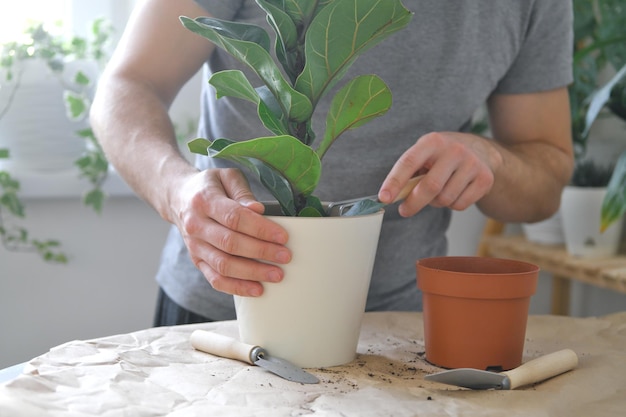 Heimpflanzen umpflanzen. Ein Mann, der Zimmerpflanze Ficus lyrata oder Geigeblattfeige eintopft.