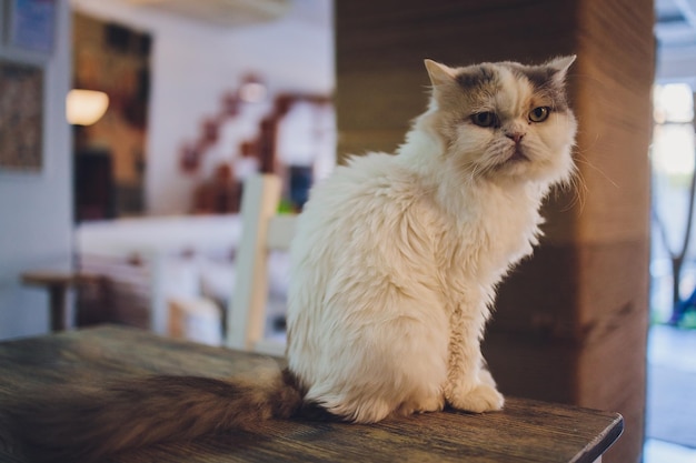 Heimtier süße Kätzchenkatze, die auf dem Stuhl liegt, mit lustig aussehendem Nahaufnahmefoto