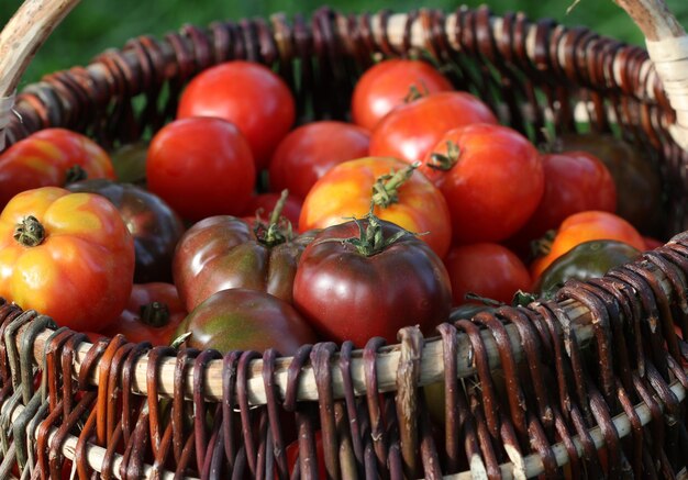 Heirloom-Tomaten in Körben auf rustikalem Tisch. Bunte Tomaten. Erntegemüse