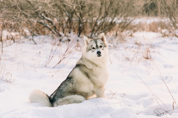 Heiserer Hund auf schneebedecktem Feld im Winterwald. Rassehund sittign auf dem Schnee