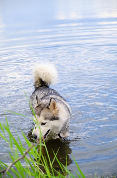 Heiserer Hund, der im See schwimmt.