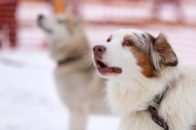 Heiserer Hund heult und bellt, lustiges Haustier. Lustiges Haustier auf dem Gehen vor Schlittenhundetraining.