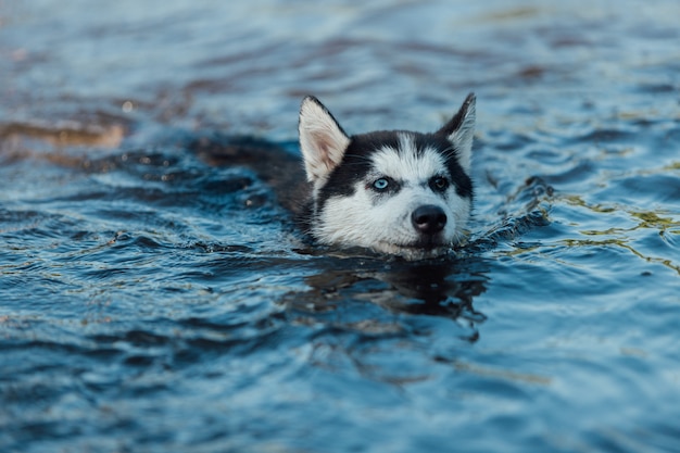 Heiseres Hündchen mit verschiedenen farbigen Augen wegen der Heterochromie schwimmt in Wasser.