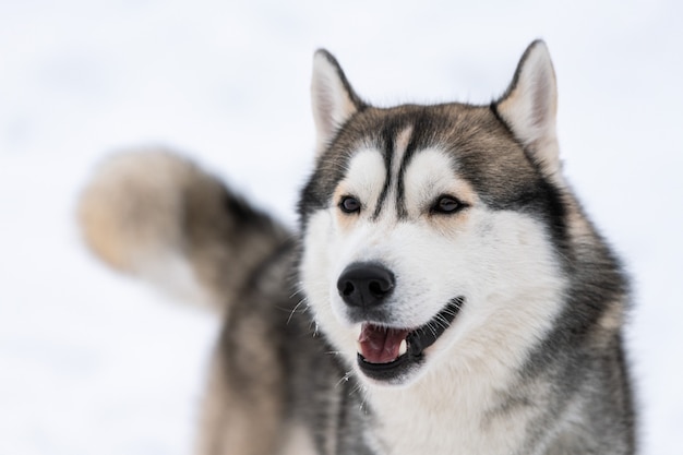 Heiseres Hundeporträt, schneebedeckter Hintergrund des Winters. Lustiges Haustier auf dem Gehen vor Schlittenhundetraining.