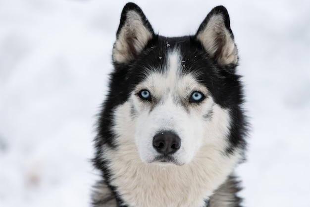 Heiseres Hundeporträt, Winter schneebedeckt. Lustiges Haustier auf dem Gehen vor Schlittenhundetraining.