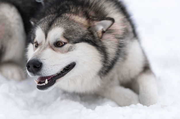 Heiseres hundeporträt, winter schneebedeckt. lustiges haustier auf dem gehen vor schlittenhundetraining.