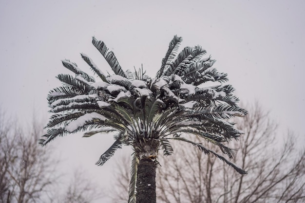 Heiße Palme des kalten Wetters des Baums im Schnee