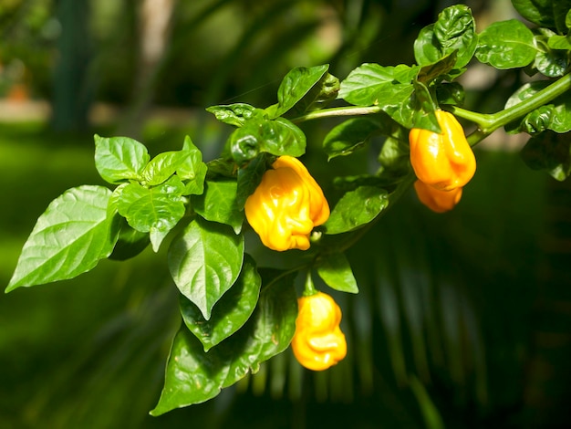 heißer gelber Paprika auf dem Ast mit grünen Blättern aus nächster Nähe