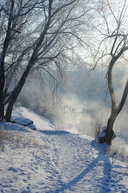 La helada en los árboles cerca del río la mañana helada el fondo de invierno