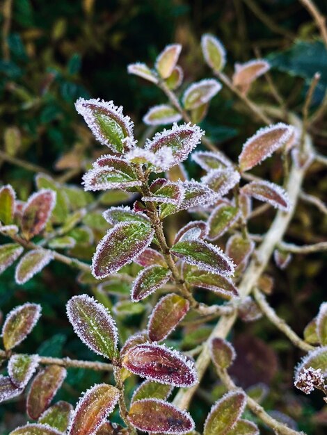 Foto la helada en las hojas de los arbustos en invierno