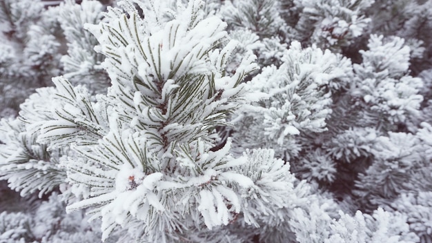 Helada de invierno en el estilo vintage árbol abeto