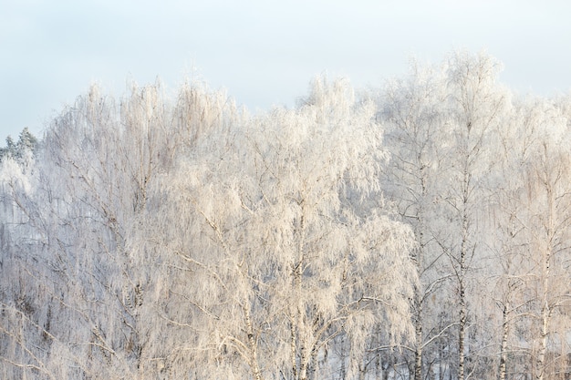 Helada de invierno en el fondo de invierno puro de fotograma completo de ramas de árbol