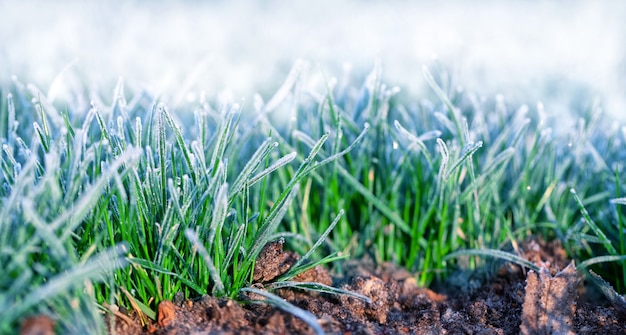 Helada de la mañana sobre la hierba. Escarcha en los cultivos de trigo de invierno. Daños a los cultivos por heladas tempranas. Fondo de otoño o primavera.