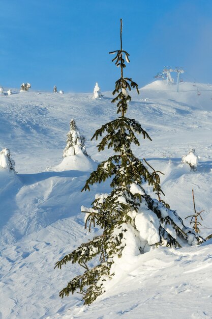 Helados abetos nevados y telesquí en la colina de la mañana de invierno.