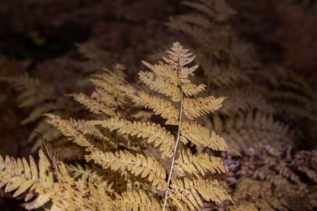 Helecho amarillo en el bosque de otoño