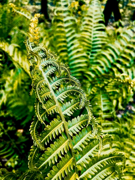 Foto el helecho en el bosque