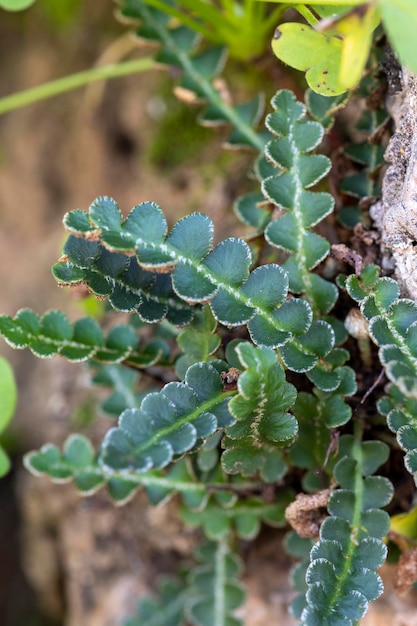 Helecho ceterach Asplenium