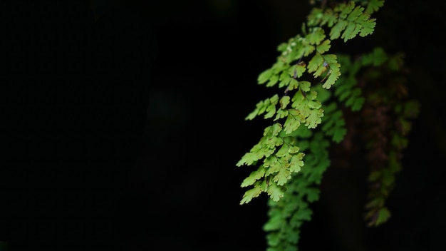 Un helecho es miembro de un grupo de plantas vasculares.