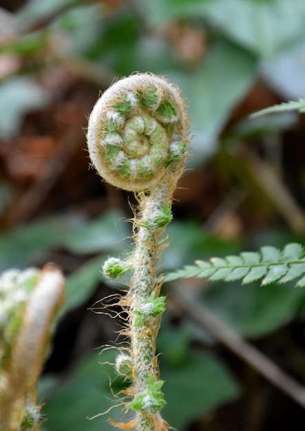 Foto un helecho con una hoja grande