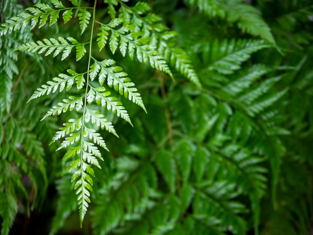 Helecho hoja planta fondo natural color verde relajarse