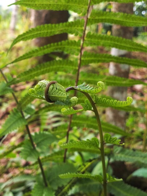 Foto un helecho con una hoja que tiene la palabra helecho